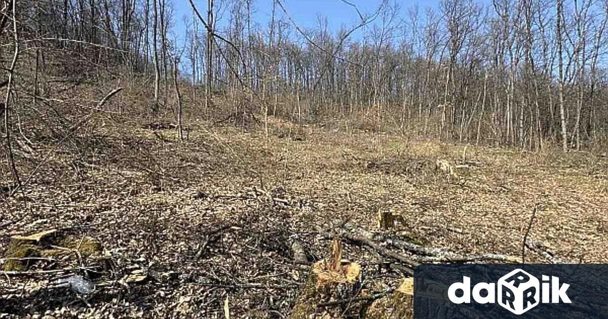 Документна измама в Мездренско: кметства замесени в незаконна сеч на 13 декара гора за 7000 евро